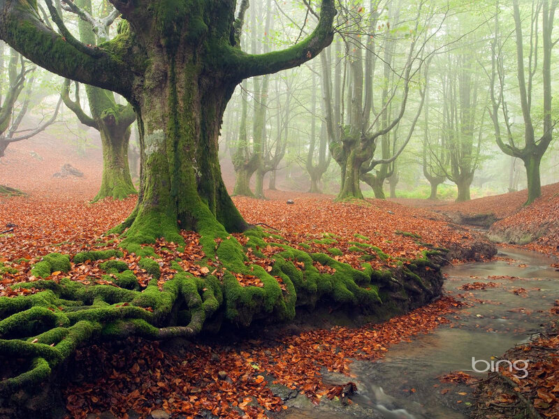Moss-covered Tree Roots — Green, Serene, Autumn, Photograph, Forest