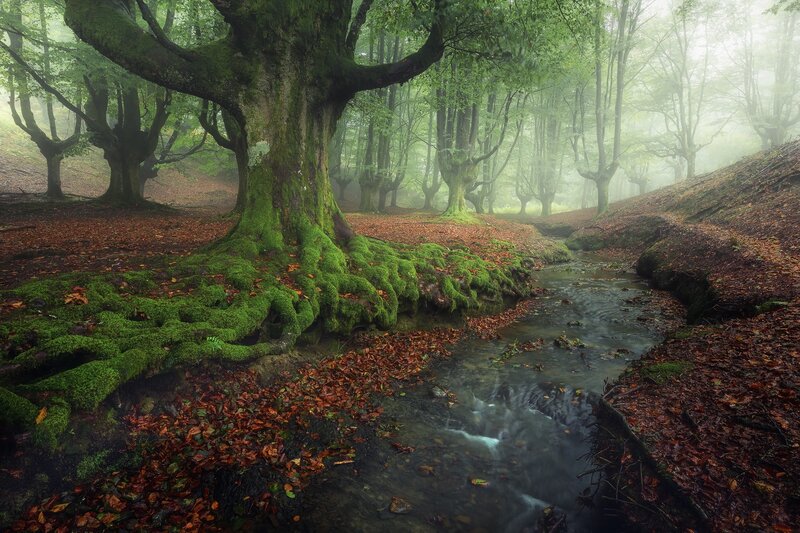 Moss-covered Tree Roots — Green, Serene, Autumn, Photograph, Stream, Fog