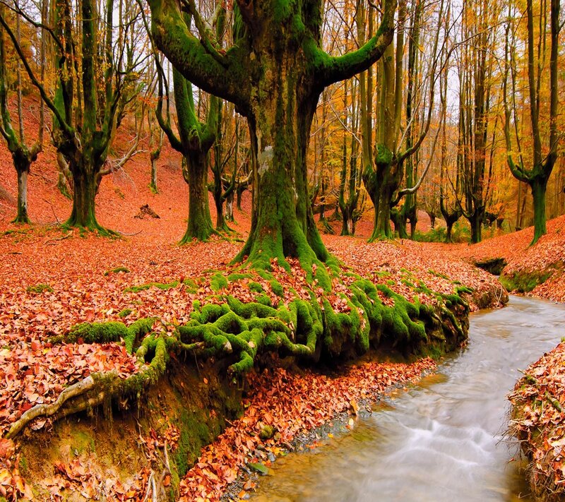 Moss-covered Tree Roots — Green, Serene, Autumn, Photograph, Stream