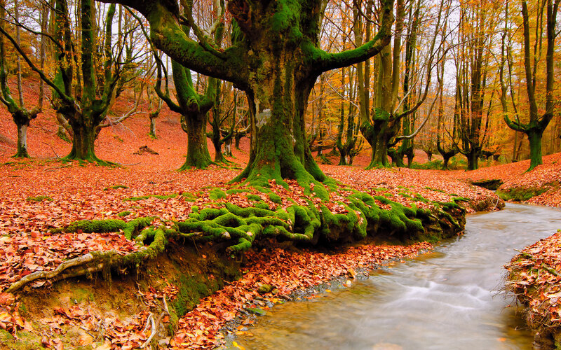 Moss-covered Tree Roots — Green, Serene, Autumn, Photograph