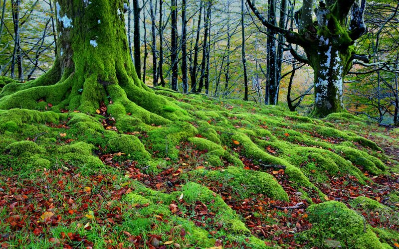 Moss-covered Tree Roots — Green, Serene, Autumn, Photograph, Trees, Fallen Leaves, Forest