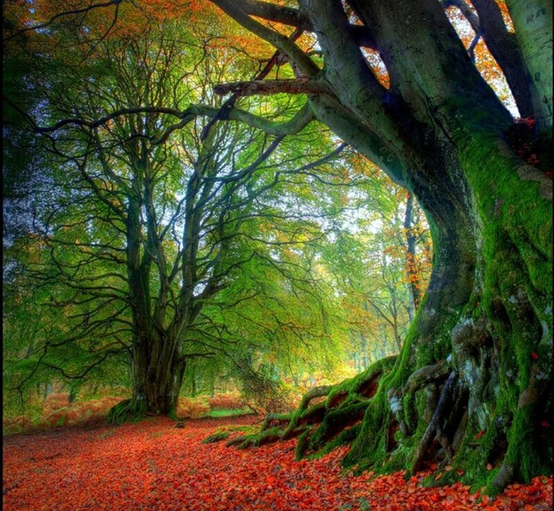 Moss-covered Tree Roots — Green, Serene, Autumn, Photograph, Trees