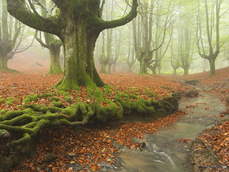 Moss-covered Tree Roots — Green, Serene, Autumn