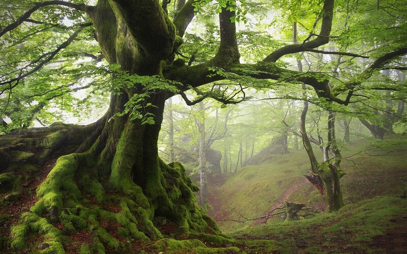 Moss-covered Tree Roots — Green, Serene, Morning, Photograph, Forest, Fog