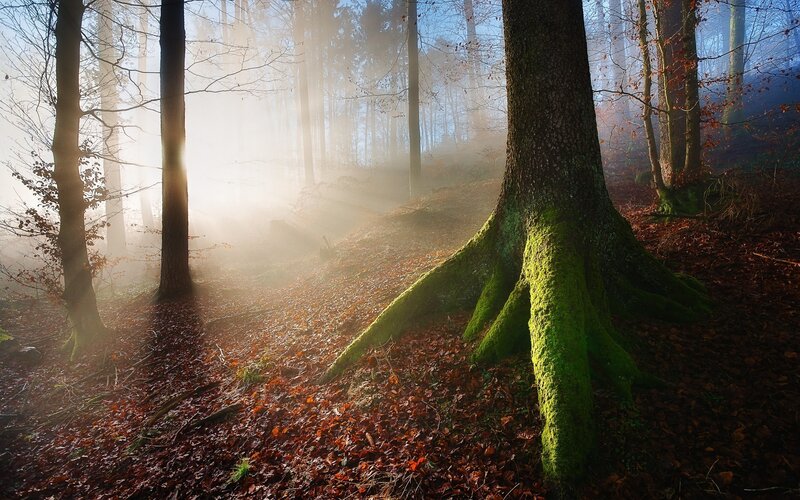 Moss-covered Tree Roots — Green, Serene, Morning, Photograph