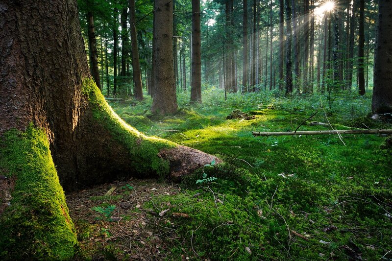 Moss-covered Tree Roots — Green, Serene, Morning, Photograph, Trees, Sunlight, Forest Floor, Moss