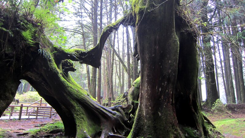 Moss-covered Tree Roots — Green, Serene, Morning