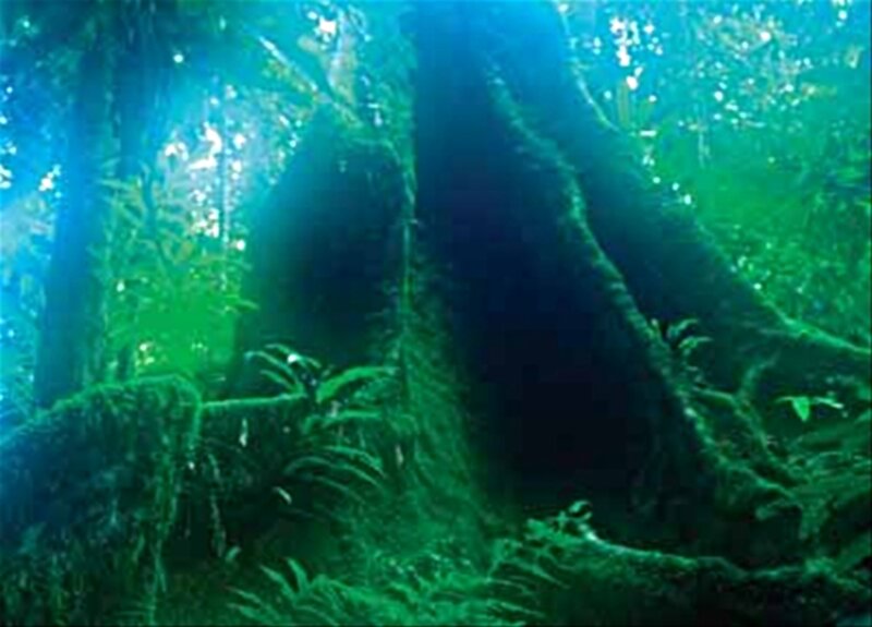 Moss-covered Tree Roots — Green, Serene, Photograph
