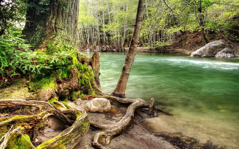 Moss-covered Tree Roots — Green, Serene, Spring, Photograph