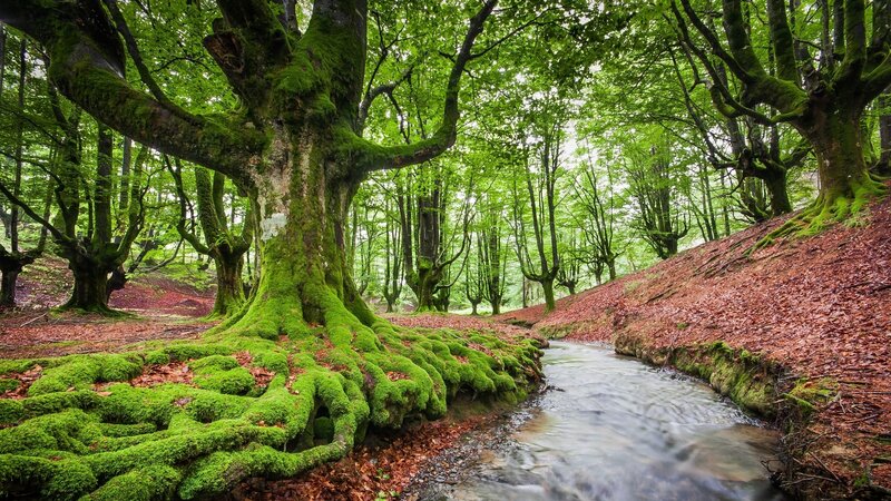 Moss-covered Tree Roots — Green, Serene, Spring