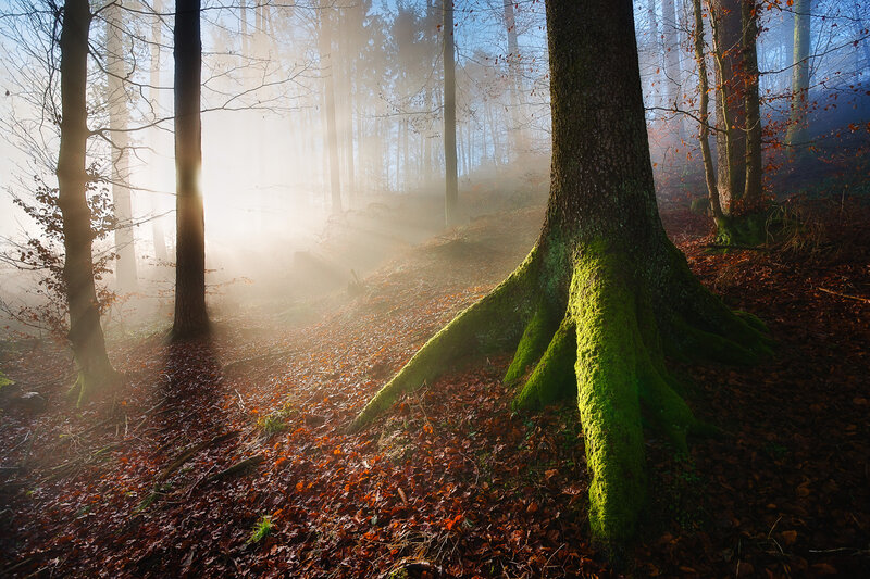 Moss-covered Tree Roots — Green, Serene
