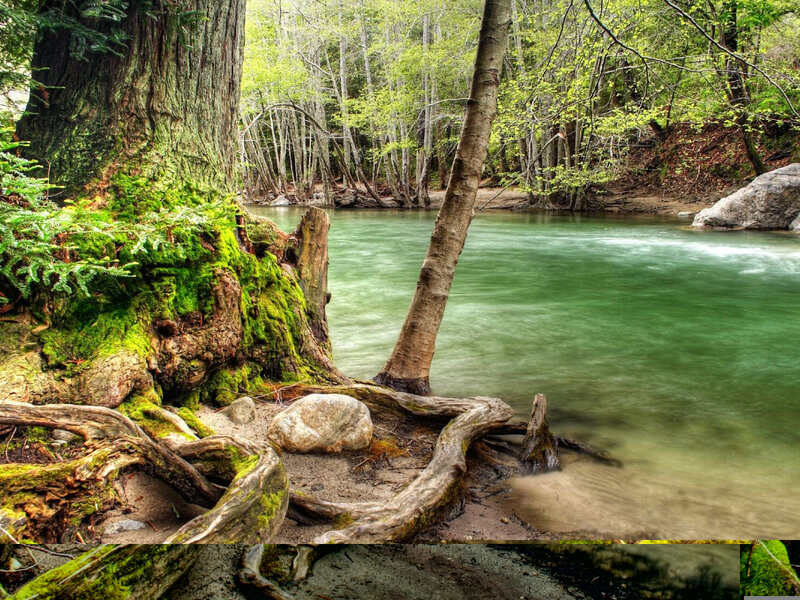 Moss-covered Tree Roots — Green