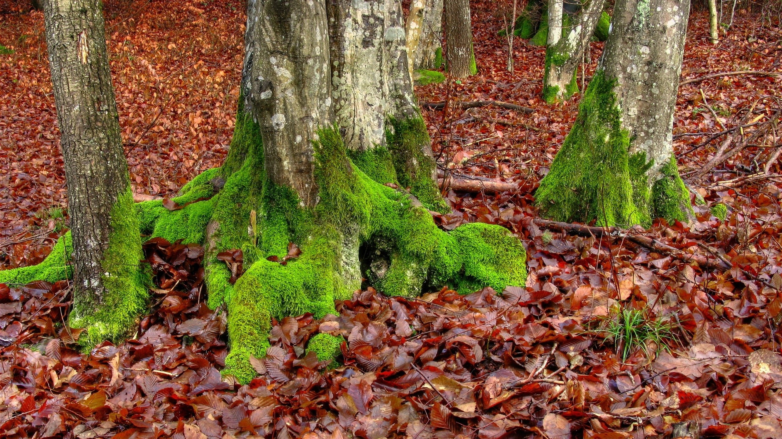 Moss-covered tree roots in autumn forest