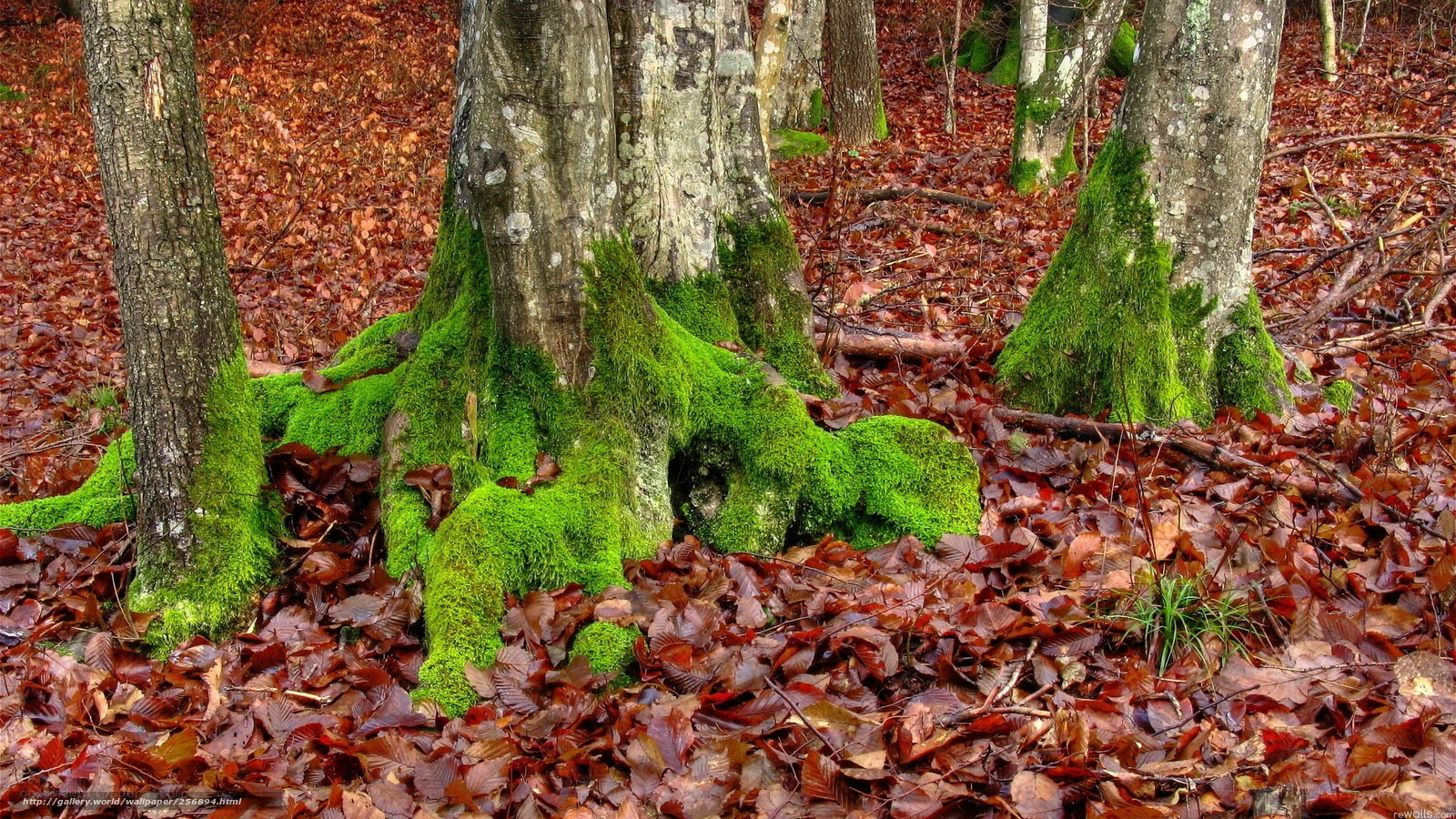 Moss-covered tree roots in autumn