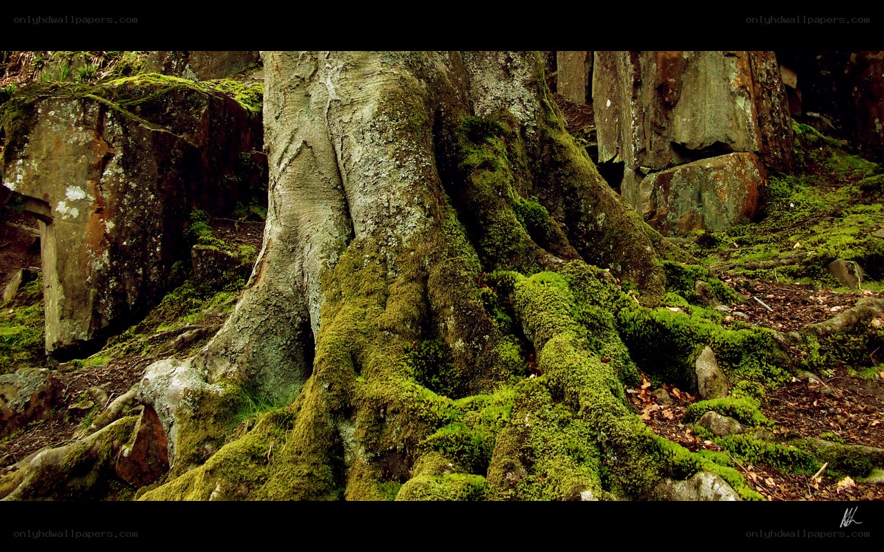 Moss-covered tree roots in forest