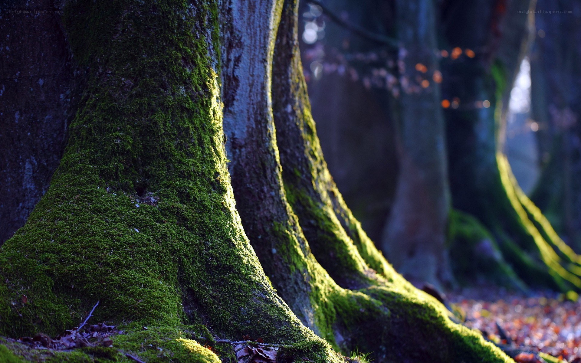 Moss-covered tree roots in forest