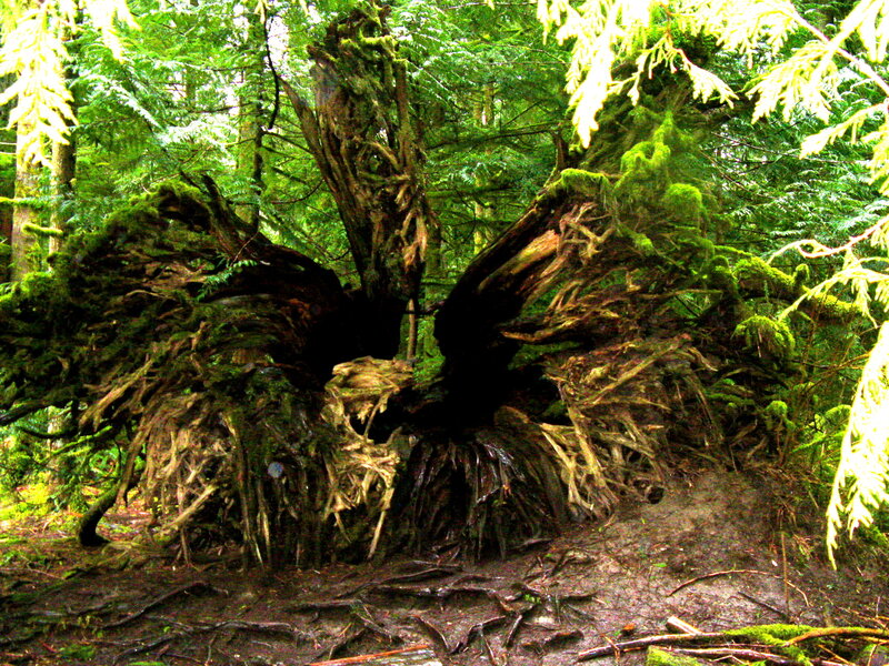 Moss-covered tree roots in forest