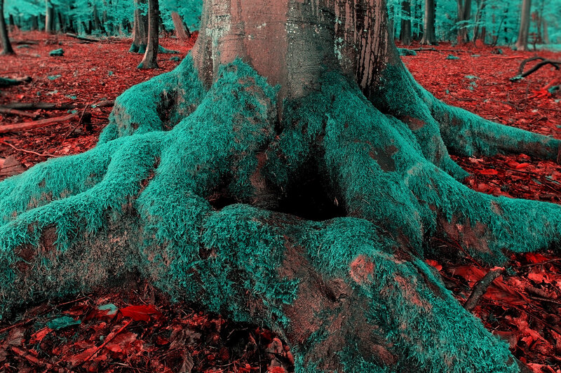 Moss-covered Tree Roots — Teal