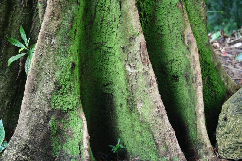moss-covered tree roots