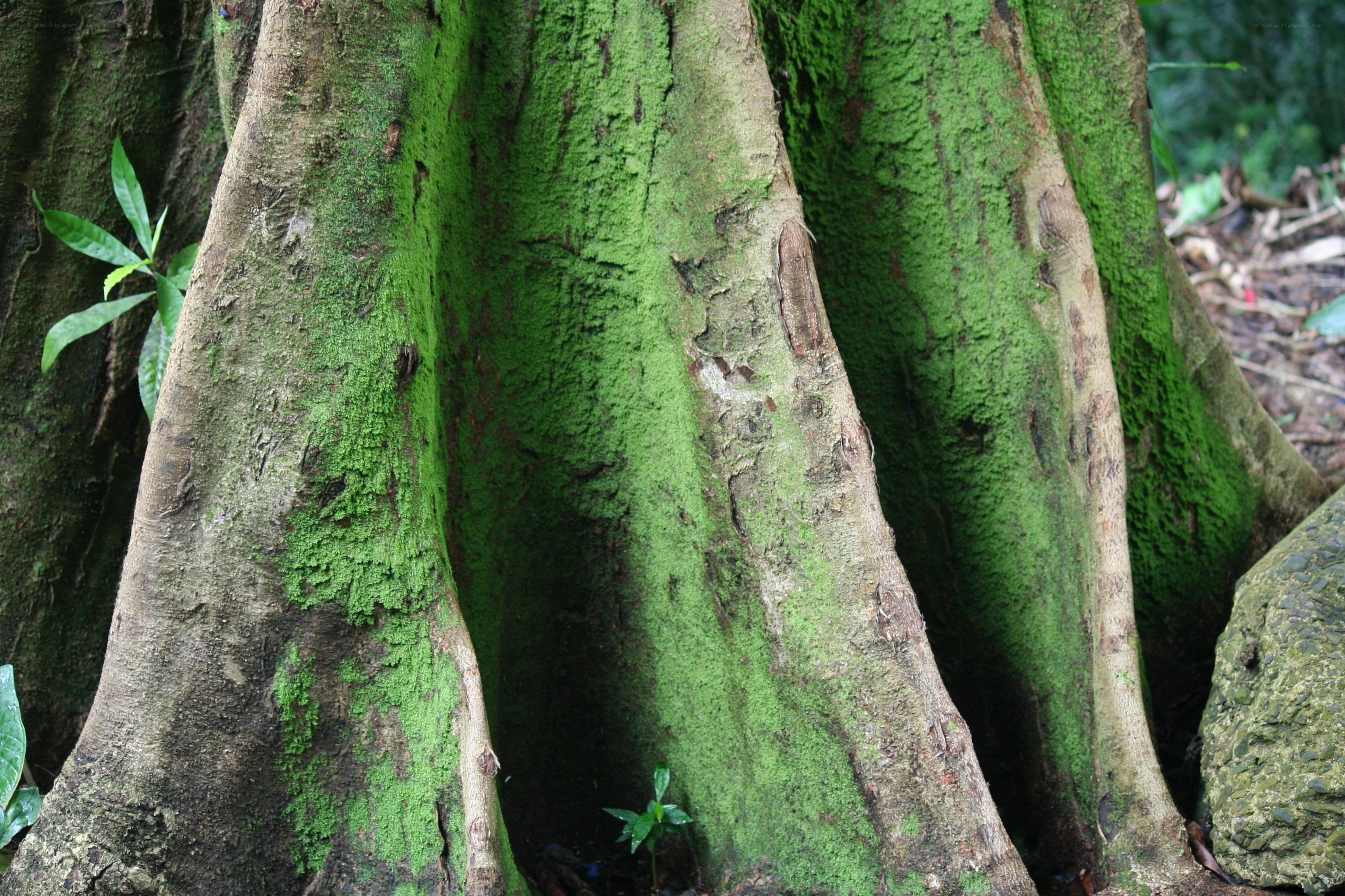 moss-covered tree roots