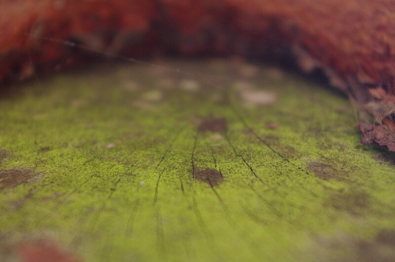 moss-covered tree stump