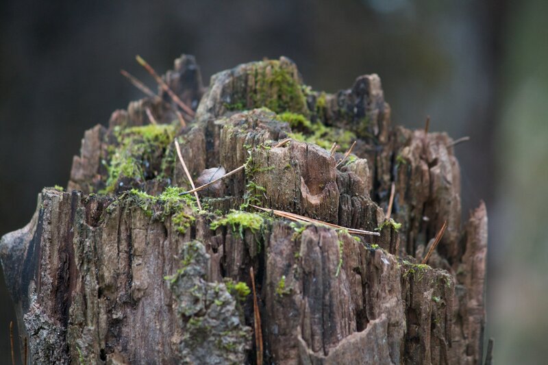 moss-covered tree stump