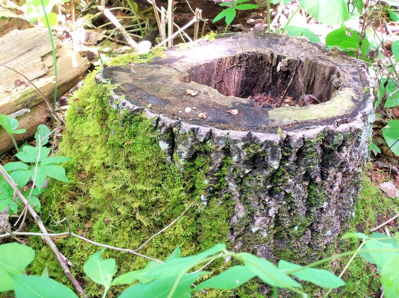 moss-covered tree stump