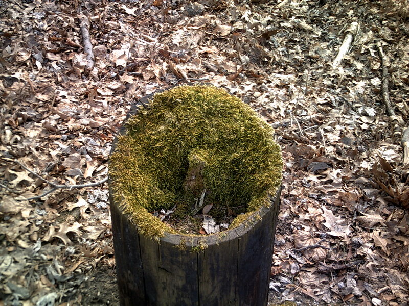 Moss-covered Tree Stump — Brown