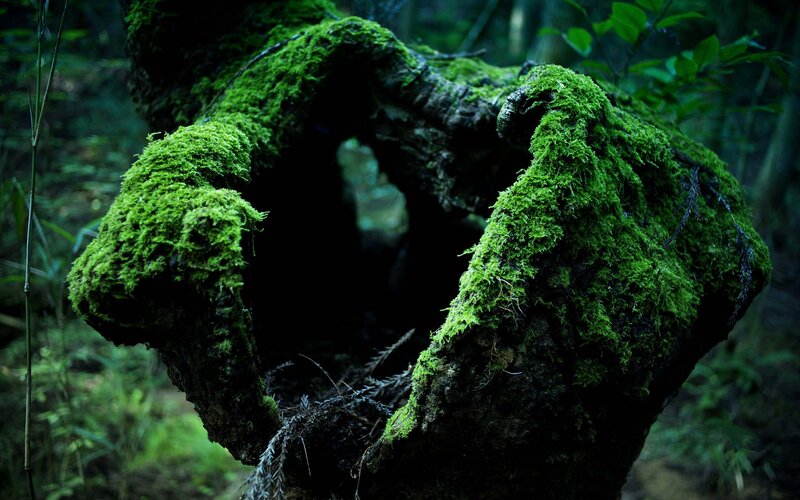 Moss-covered Tree Stump — Green, Dark