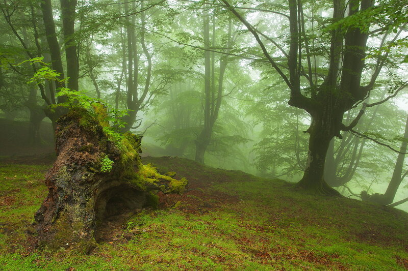 Moss-covered Tree Stump — Green, Misty, Morning