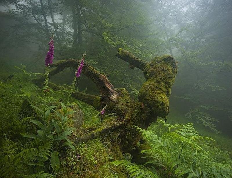 Moss-covered Tree Stump — Green, Misty