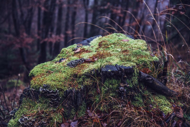Moss-covered Tree Stump — Green, Moody
