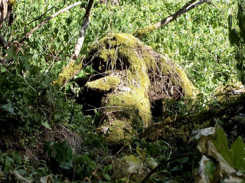 Moss-covered Tree Stump — Green, Natural, Afternoon