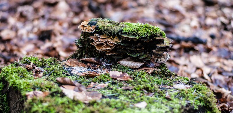 Moss-covered Tree Stump — Green, Natural, Autumn, Photograph