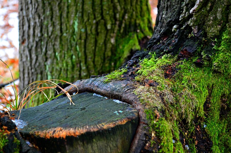 Moss-covered Tree Stump — Green, Natural, Autumn