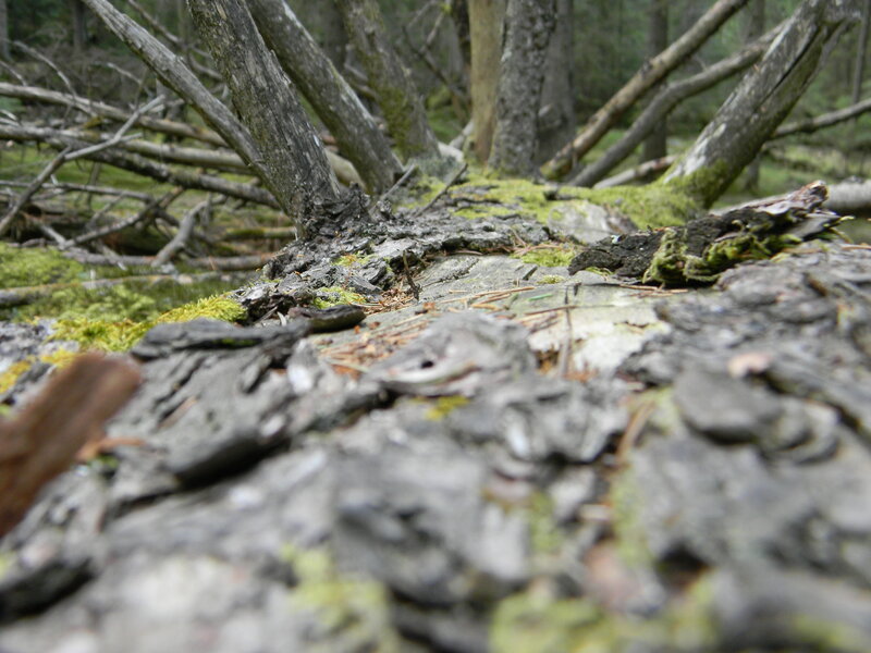 Moss-covered Tree Stump — Green, Natural