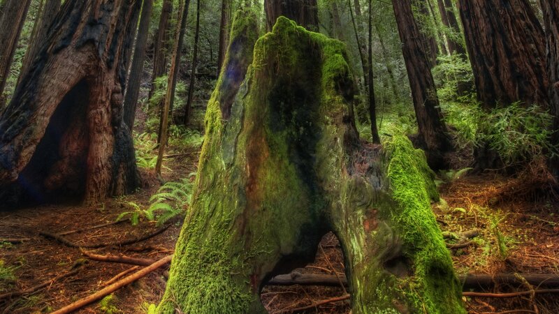 Moss-covered Tree Stump — Green, Serene, Afternoon, Photograph, Forest