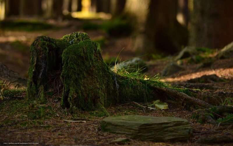 Moss-covered Tree Stump — Green, Serene, Afternoon, Photograph, Forest, Tree Trunk