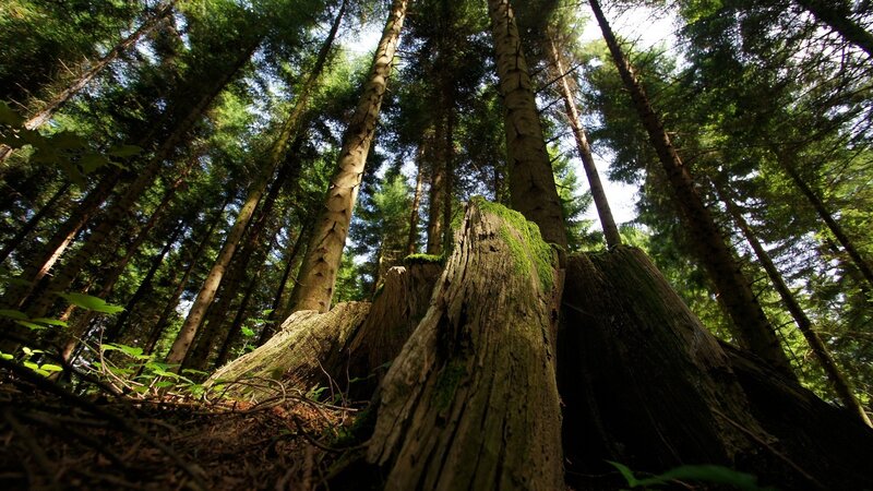Moss-covered Tree Stump — Green, Serene, Afternoon, Photograph, Forest, Trees