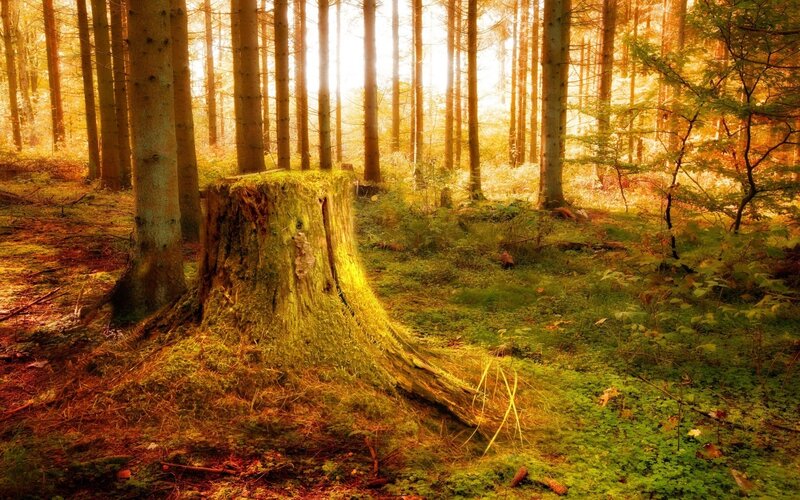 Moss-covered Tree Stump — Green, Serene, Afternoon, Photograph