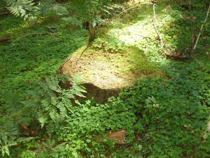 Moss-covered Tree Stump — Green, Serene, Afternoon
