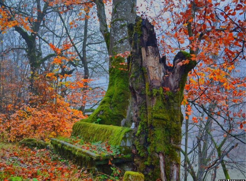 Moss-covered Tree Stump — Green, Serene, Autumn