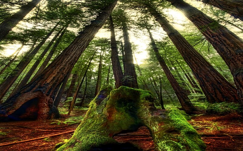 Moss-covered Tree Stump — Green, Serene, Morning, Photograph, Tall Trees