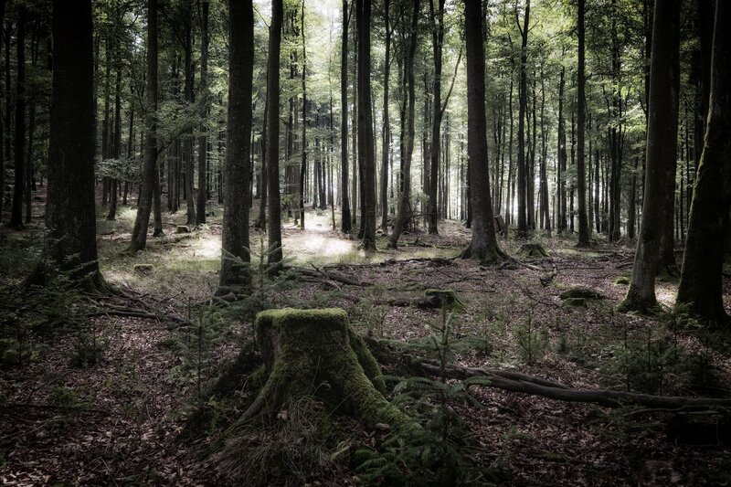 Moss-covered Tree Stump — Green, Serene, Morning, Photograph, Trees