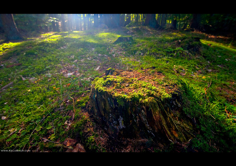 Moss-covered Tree Stump — Green, Serene, Morning