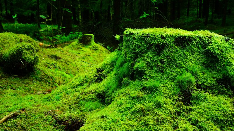 Moss-covered Tree Stump — Green, Serene, Photograph
