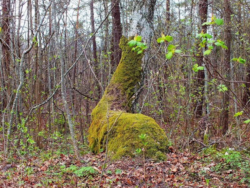 Moss-covered Tree Stump — Green, Serene, Spring