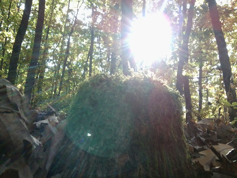Moss-covered Tree Stump — Green, Serene