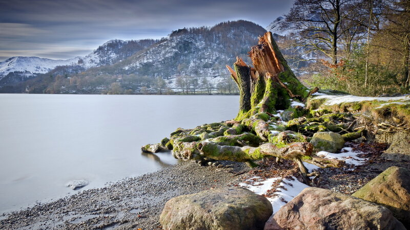 Moss-covered Tree Stump — Green, Serene, Winter
