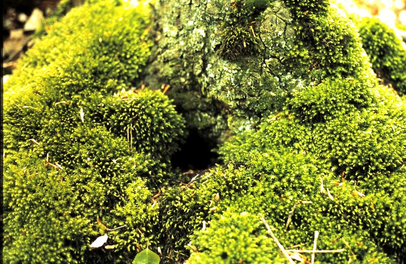 Moss-covered Tree Stump — Green
